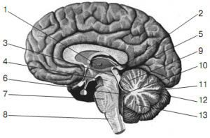 Pic. 1. Anatomical midsection of brain along in a saggital plane (by R.D. Sinelnikov).  1 – thalamus; 2 – conarium; 3– cerebral aqueduct; 4 – mesencephalon peduncle; 5– tectum of mesencephalon; 6 – IV ventricle; 7 – pons varolii; 8 – prolate pons; 9 – superior vermis; 10 – velum; 11 – medullary body of cerebellum; 12 – great horizontal fissure; 13 – inferior vermis.